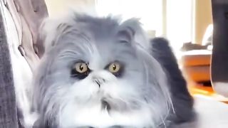 a strange cute kitten