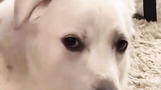 Animaux drôles - Chats et chiens drôles - Vidéos d'animaux drôles 2023 2