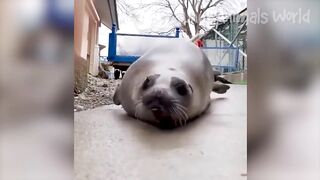 Funny Animal Videos 2023 ???? - Funniest Dogs and Cats Videos