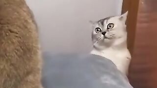 Funny cats 36