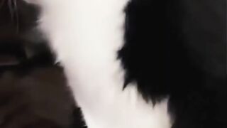 Fufunny cats videos | funny cats and dogs videos | cats compilation | funny dogs |