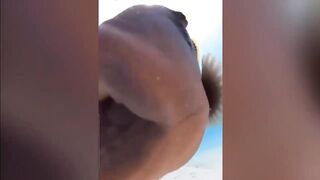 ???? Cute & Funny ANIMALS video compilation ???? Pets, Domestic, Wild, Exotic #4