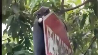 Funny Cats Compilations