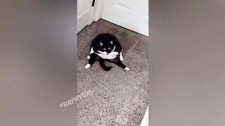 funny animal videos 3
