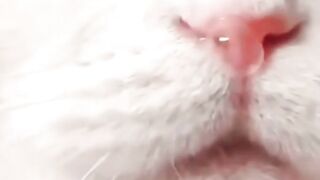 Funny cats reaction ????????