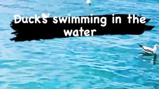 Duck’s swimming in the blue water