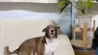 Funny Animal videos compilation best of the 2023