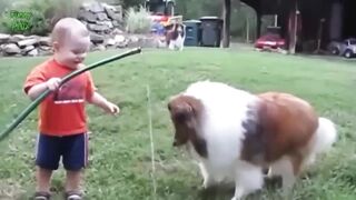 The Ultimate Delight: Hilarious Compilation of Babies and Animals