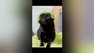 Funny videos | TikTok compilation ????