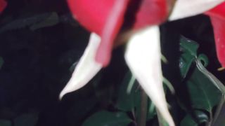 Roses ????????