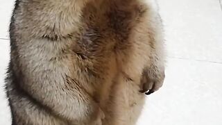 friendly marmot freezes