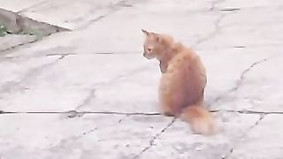 Kucing bucin