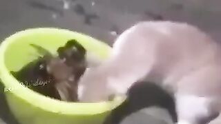 Cat in trouble