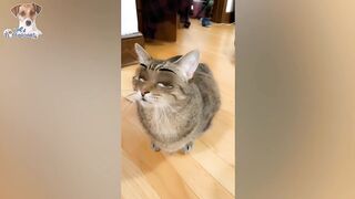Les animaux domestiques