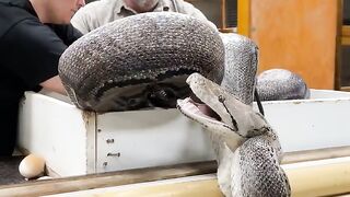 Viral Crazy Close Snake Strike with My Dad