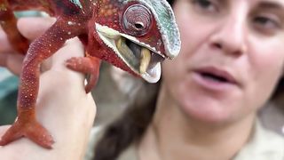 Viral Chameleon Cuteness Overload