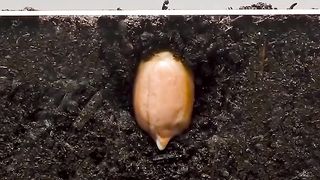 Viral Full 90 Days Growing Peanut Time Lapse