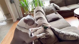 XL American Bully puppy is giving affectionate kisses to a little bird - green cheek conure
