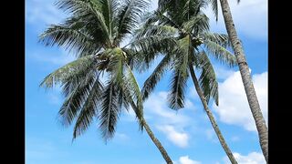 tropical paradise
