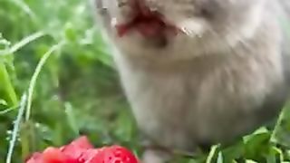 New funny .  tianyuanmengchong.mkv
