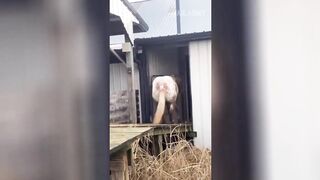 Try Not Laugh Challenge????Super Funny Animal Video????Best Compilation