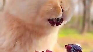 New funny video.tianyuanmengchong.