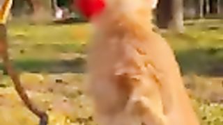 New funny video tianyuanmengchong_3.mkv
