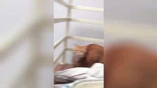 This is the Newest Video????Funniest Animals Best????