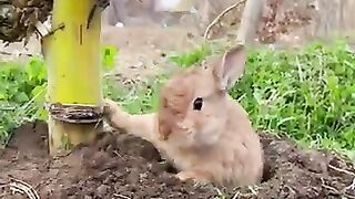 New funny videos.tianyuanmengchong_3.