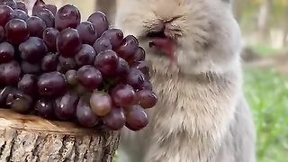 New funny video.tianyuanmengchong_12.