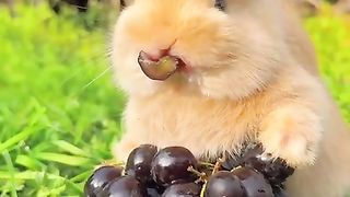 New funny video  tianyuanmengchong_13.