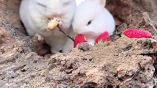 New funny video.tianyuanmengchong_11.