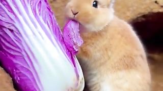 New funny video.tianyuanmengchong_9.