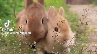 New funny video.tianyuanmengchong_7.
