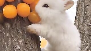 New funny video.tianyuanmengchong_18.