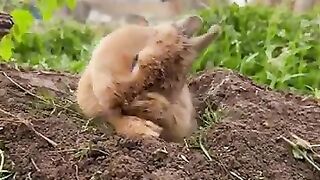 New funny video.tianyuanmengchong_17.
