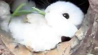 New funny video..tianyuanmengchong_16.