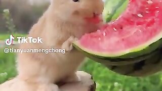 New funny video..tianyuanmengchong_15.