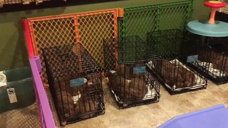 Twixx puppies crate training