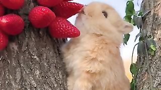 New funny video.tianyuanmengchong_14.