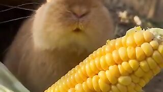 New funny video.tianyuanmengchong_27.