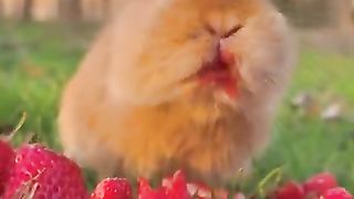 New funny video.tianyuanmengchong_26.