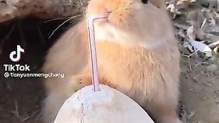 New funny video.tianyuanmengchong_22.