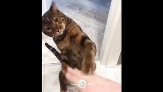 Funny pets. A selection of very funny cats and dogs. Videos for relaxation and soul.