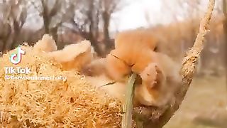 New funny video..