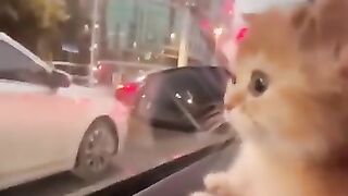 New funny video.tianyuanmengchong_20.