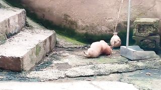 Funny Dog 7