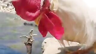 New funny video.tianyuanmengchong_33.