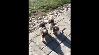 Cute baby animals Videos Compilation cute moment of the animals - Cutest Animals 2