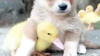 New funny video.tianyuanmengchong_32.